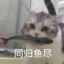 猫不来