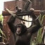 ovulating chimpanzee