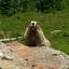 Marmot