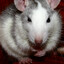 Rodent Infestation