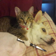 calii - steam id 76561199495960196