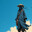 Shinobi
