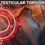 testicular_torsion