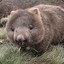 Squishy Wombat