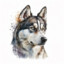 Husky.CH