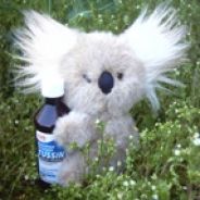 koala infestation