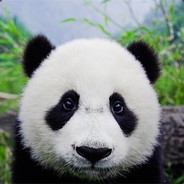 IM PANDA