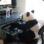 The Adventures of the Cody Panda