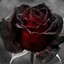 Blackrose