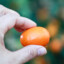 CumQuat