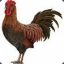 Rooster Factory