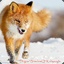 SnowFox✪