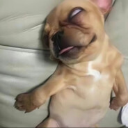 ʍɯɯɯɯɯɯɐs ********