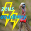 |ZEUS ACADEMY| Turkey