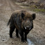 Wild Boar