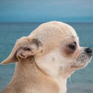 Донской табак