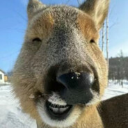 躲都躲不好吗？