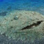 Lord Wobbegong