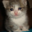 Sad Cat