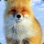 FantFox