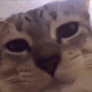 el gato desconcertado