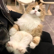 小小的也很可爱