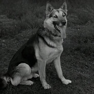 Szarik avatar