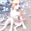 pinchilin11cm