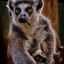 Lemur ︻̷ ̿  一-