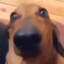 Dan