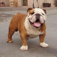 手擀的才叫手擀面