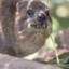 hyrax