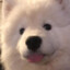 samoyed