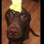 ButterDawg
