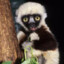 Zoboomafoo