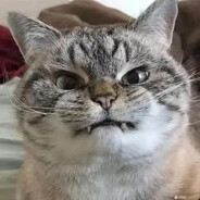 开了就明开，别在这装