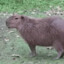 [Capybara]60  ludshe
