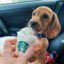 Starbuck&#039;s Dog