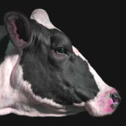 元气满满的亚龙人女仆