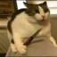 belyash_cat