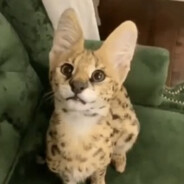 blonkuh avatar