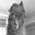 Katten_Lennart