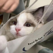 超级巨化无极汰那