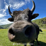 小馋猫，野牛来噜