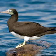 Brown Booby