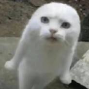 香浓的猫屎咖啡