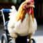 Disabled Chicken