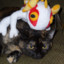 tortiecat17