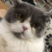 摆烂哥（高启强是杀人