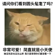寻猫启事